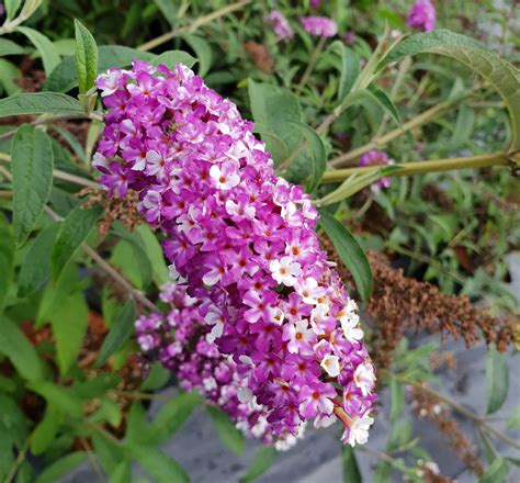 Sommerflieder Berries and Cream ® - Buddleja davidii Berries and Cream ® günstig kaufen