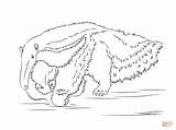 Giant Anteater coloring page  Free Printable Coloring Pages sketch template