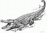 Coloring Pages Of Baby Crocodile  Home sketch template