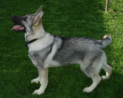 I want it | Silver sable german shepherd, Sable german shepherd, German shepherd dogs