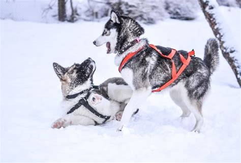 How Much Exercise do Huskies Need? + Best Activities