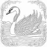 Premium Photo  Majestic Swan Elegance Printable coloring Page For sketch template