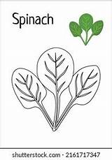 Spinach Coloring Pages Kids Book Stock Vector Royalty Free  sketch template