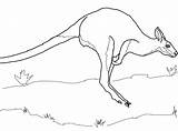 Wallaby Jumping sketch template