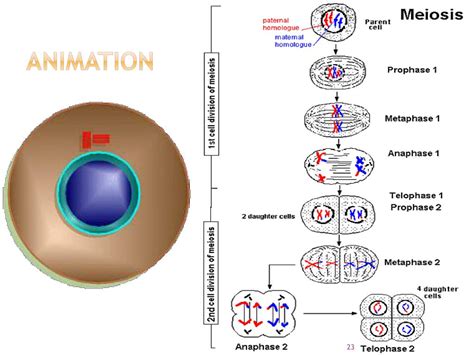 PPT - MEIOSIS PowerPoint Presentation, free download - ID:4680734