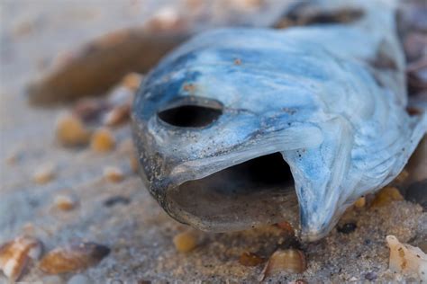 Residents Spot Dead Fish on North Shore Beaches | TBR News Media