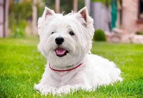 8 Most Beautiful Breeds Of White Dogs Pets Feed