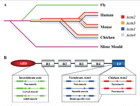 Figure 2 from A gene for speed? The evolution and function of α‐actinin‐3 | Semantic Scholar