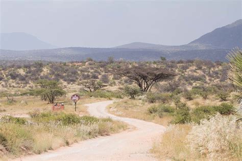 Samburu National Reserve: What To Expect