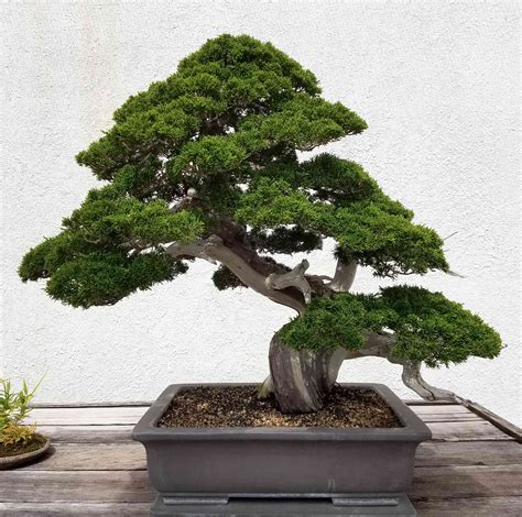 How to Grow and Care for Pine Bonsai