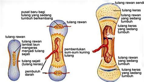 Proses Pembentukan Tulang (Osifikasi) Pada Manusia Secara Lengkap