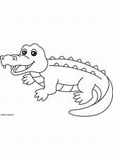 Crocodile Coloring Pages  Free Printable For sketch template