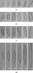 Diatom identification including life cycle stages through morphological ...