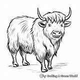 Yak Coloring Pages  Free & Printable sketch template