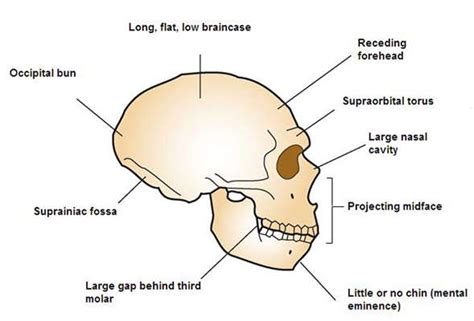 Homo Neanderthalensis Skull Drawing