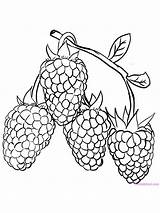 Raspberry Coloring Page Download Raspberries Are The Fruit Of  sketch template