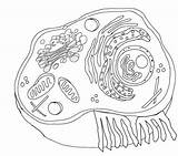 Cell Membrane Coloring Activity Pages sketch template