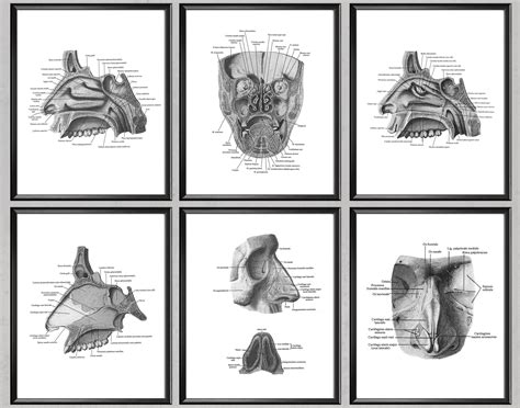 6 Human Nose Anatomy Posters Medical Art Nasal Anatomy Art - Etsy | Medical art, Anatomy art ...