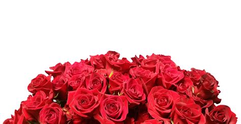 Roses Isolated On White Free Stock Photo - Public Domain Pictures