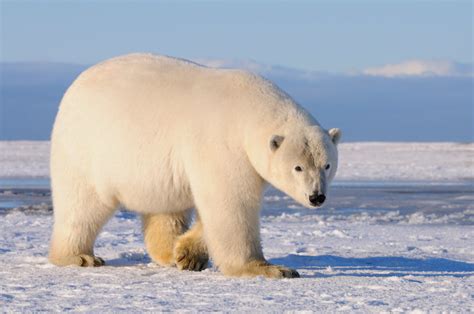 Polar bear photo tour | Alaska polar bear photography workshop ANWR