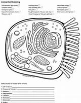 Animal Cell Coloring Answers sketch template
