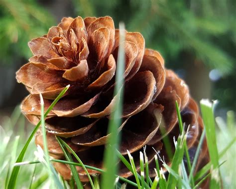 Lesson from a Pine Cone. Some people like to rot. | by Shaun Holloway ...