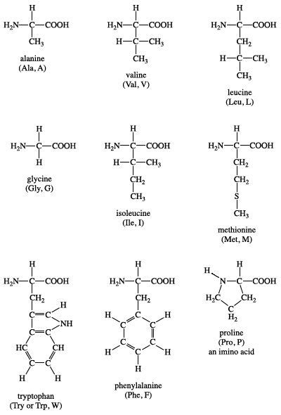 Amino acid - Building Blocks, Structure, Functions | Britannica