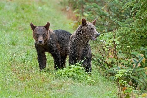 Steve Williamson Wildlife Photography | Bear Cub