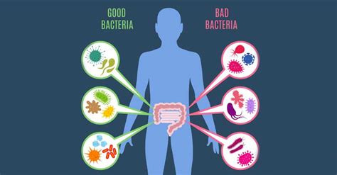 Probiotic With Lactobacillus Gasseri - All about Lactobacillus gasseri