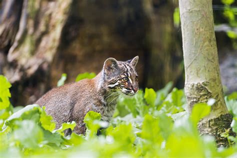 Asian golden cat I | Now a quite rare feline: an Asian golde… | Tambako The Jaguar | Flickr