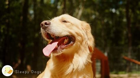 Relaxing Music for Dogs to Calm Down 🐶 24 Hours Deep Sleep Music for ...