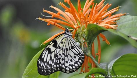 Meijer Gardens butterfly exhibition opens Thurs.
