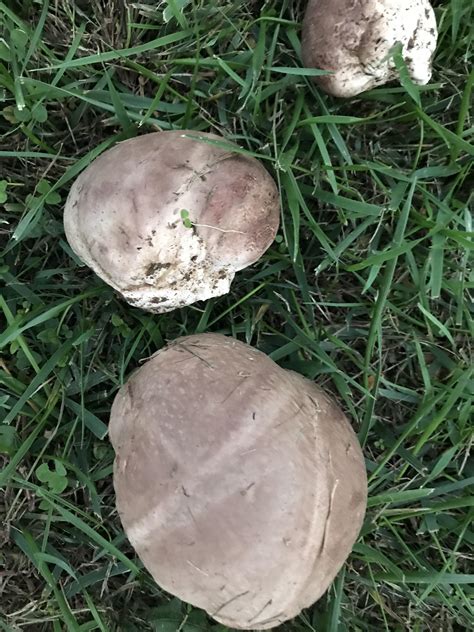 Are these edible? Seen on the grass : r/mushroom_hunting