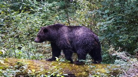 Mother and baby die in suspected bear attack in Canada