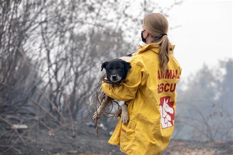 Help us save animals that survived the wildfires | International Fund for Animal Welfare