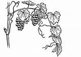Coloring Page Grape vine  Free Printables Img 13075 sketch template
