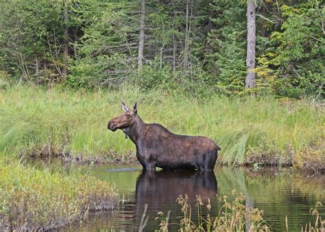 Minnesota moose may be headed for endangered list