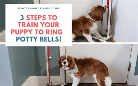 How To Bell Train A Dog?