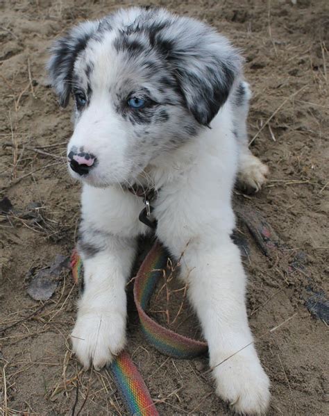 Más de 25 ideas increíbles sobre Border collie blue merle en Pinterest | Border collie azul ...