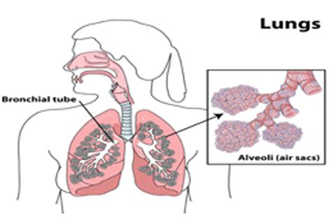 Chronic Lower Respiratory Disease