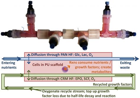 Bioprocess optimization for stem cell tissue engineering | Ruth Misener