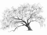 Spanish Moss Tree Coloring Pages sketch template