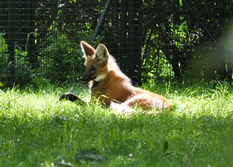 ZOOTOGRAFIANDO (6.100 ANIMALS): LOBO DE CRIN / MANED WOLF (Chrysocyon brachyurus)