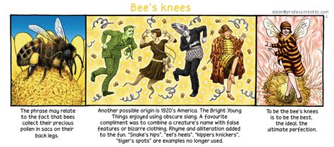 bee's knees #idiom #English #learnEnglish #englishidioms #beesknees ...