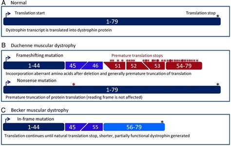 The importance of genetic diagnosis for Duchenne muscular dystrophy ...