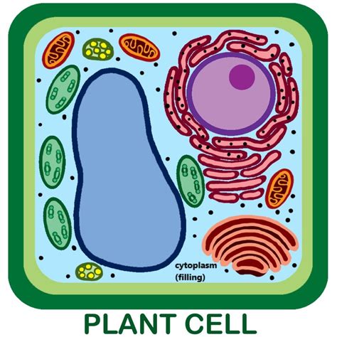 Human Cell Diagram To Label