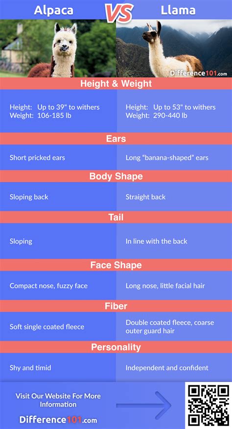 Llama vs. Alpaca Comparison Chart | Alpaca facts, Alpaca, Llama