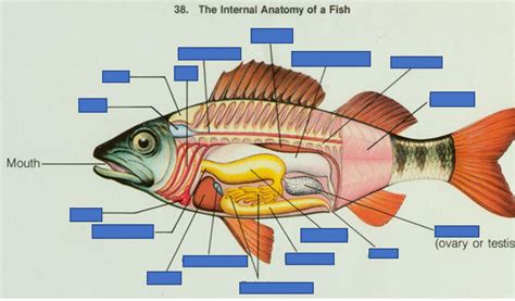 Internal Perch Anatomy - Anatomical Charts & Posters