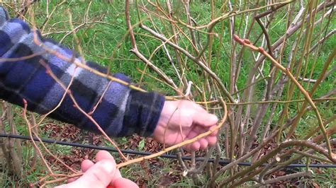 Pruning blueberries. - YouTube