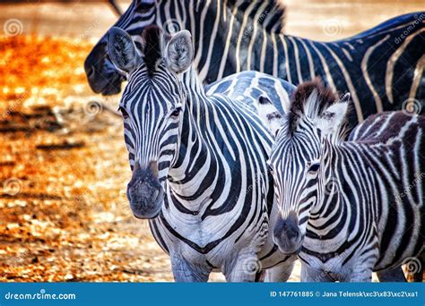 Close Up Photo of Zebras in Bandia Resererve, Senegal. it is Wildlife Animals Photography in ...